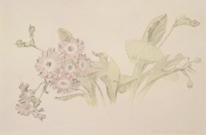 Auricula by Albert Williams